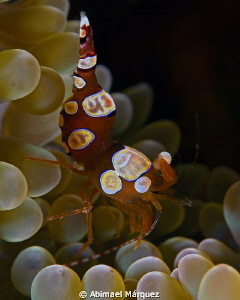 Squat Anemone Shrimp by Abimael Márquez 